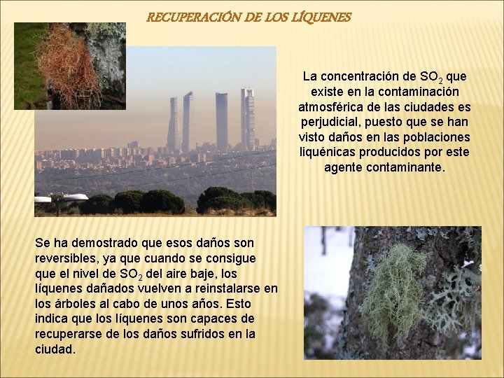 RECUPERACIÓN DE LOS LÍQUENES La concentración de SO 2 que existe en la contaminación