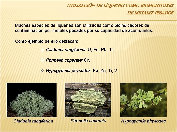 UTILIZACIÓN DE LÍQUENES COMO BIOMONITORES DE METALES PESADOS Muchas especies de líquenes son utilizadas