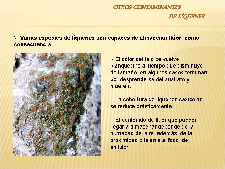 OTROS CONTAMINANTES DE LÍQUENES Ø Varias especies de líquenes son capaces de almacenar flúor,