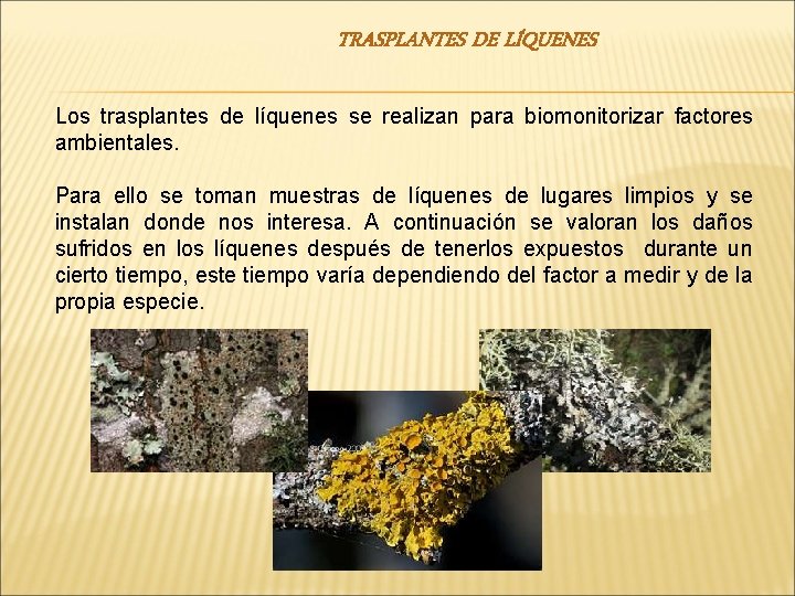 TRASPLANTES DE LÍQUENES Los trasplantes de líquenes se realizan para biomonitorizar factores ambientales. Para