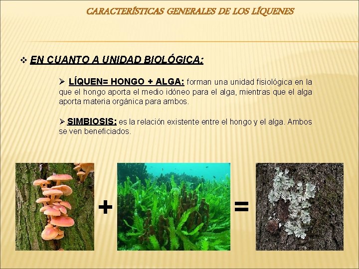 CARACTERÍSTICAS GENERALES DE LOS LÍQUENES v EN CUANTO A UNIDAD BIOLÓGICA: Ø LÍQUEN= HONGO