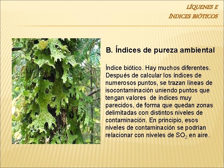 LÍQUENES E ÍNDICES BIÓTICOS B. Índices de pureza ambiental Índice biótico. Hay muchos diferentes.