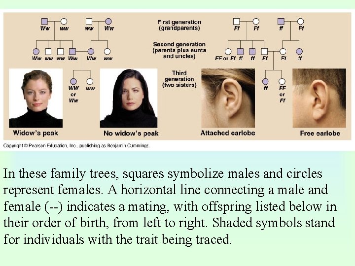 In these family trees, squares symbolize males and circles represent females. A horizontal line