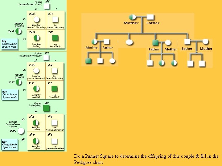 Do a Punnet Square to determine the offspring of this couple & fill in