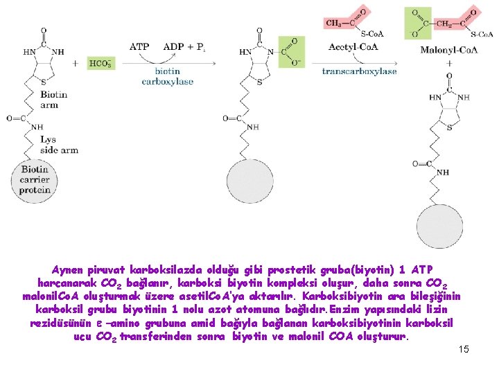 Aynen piruvat karboksilazda olduğu gibi prostetik gruba(biyotin) 1 ATP harcanarak CO 2 bağlanır, karboksi