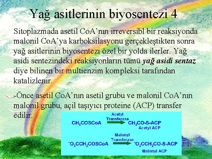 Yağ asitlerinin biyosentezi 4 Sitoplazmada asetil Co. A’nın irreversibl bir reaksiyonda malonil Co. A’ya