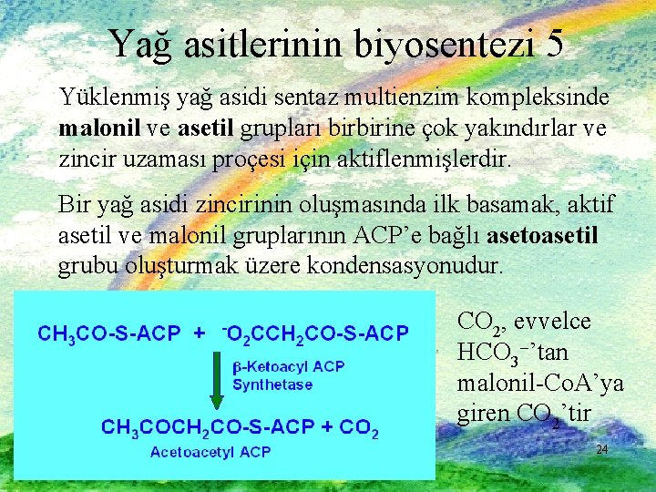 Yağ asitlerinin biyosentezi 5 Yüklenmiş yağ asidi sentaz multienzim kompleksinde malonil ve asetil grupları