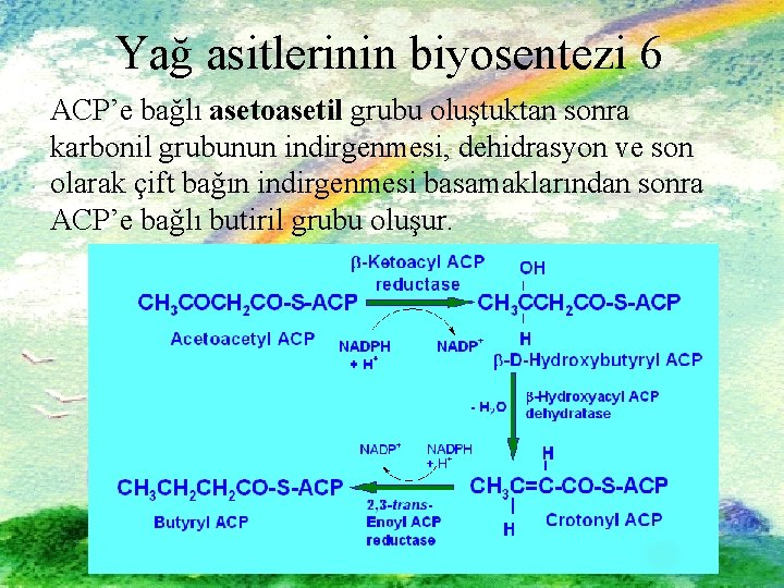 Yağ asitlerinin biyosentezi 6 ACP’e bağlı asetoasetil grubu oluştuktan sonra karbonil grubunun indirgenmesi, dehidrasyon