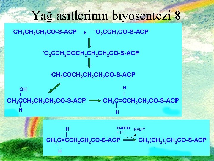 Yağ asitlerinin biyosentezi 8 27 27 