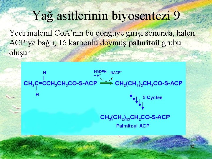 Yağ asitlerinin biyosentezi 9 Yedi malonil Co. A’nın bu döngüye girişi sonunda, halen ACP’ye