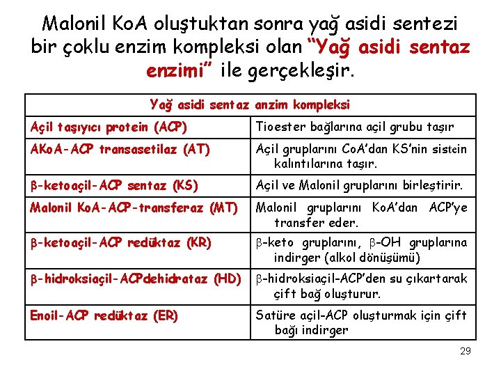 Malonil Ko. A oluştuktan sonra yağ asidi sentezi bir çoklu enzim kompleksi olan “Yağ
