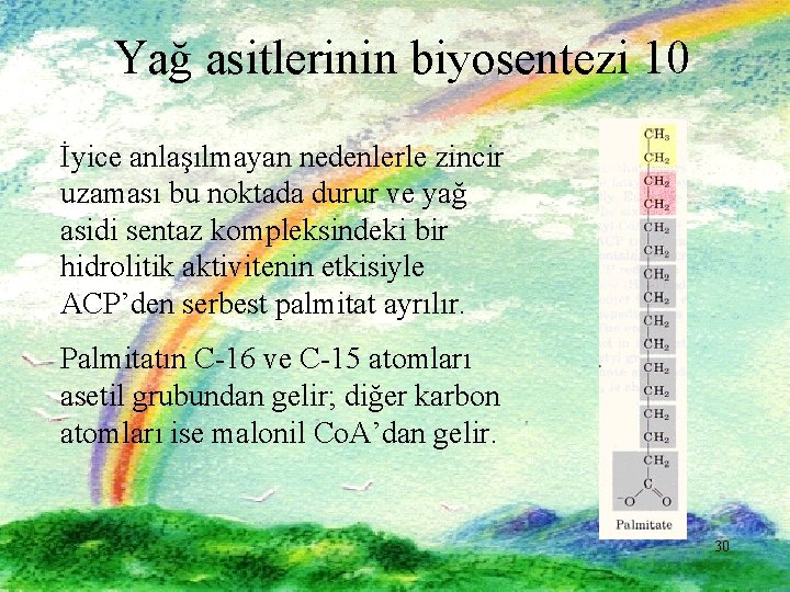 Yağ asitlerinin biyosentezi 10 İyice anlaşılmayan nedenlerle zincir uzaması bu noktada durur ve yağ