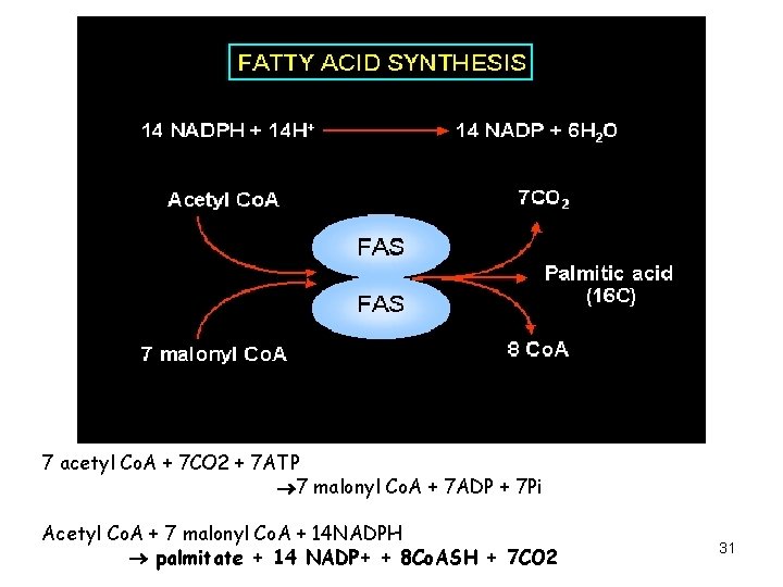 7 acetyl Co. A + 7 CO 2 + 7 ATP 7 malonyl Co.
