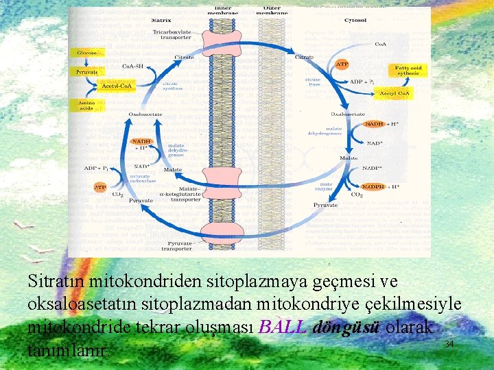 Sitratın mitokondriden sitoplazmaya geçmesi ve oksaloasetatın sitoplazmadan mitokondriye çekilmesiyle mitokondride tekrar oluşması BALL döngüsü