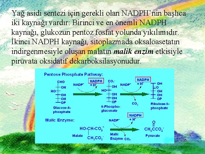 Yağ asidi sentezi için gerekli olan NADPH’nin başlıca iki kaynağı vardır: Birinci ve en