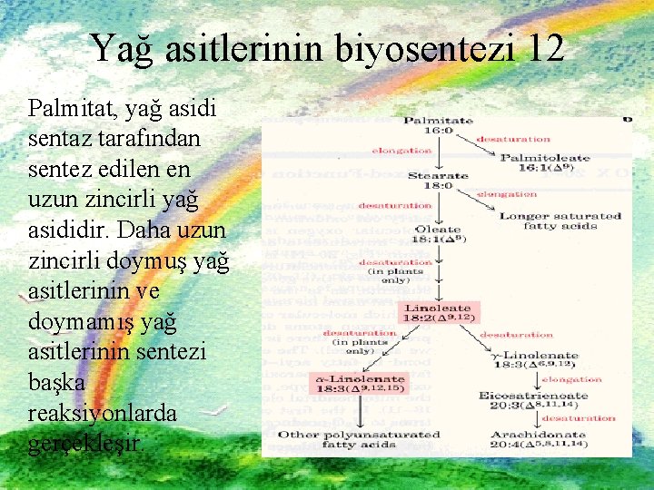 Yağ asitlerinin biyosentezi 12 Palmitat, yağ asidi sentaz tarafından sentez edilen en uzun zincirli