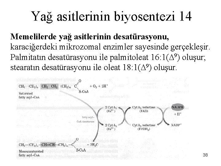 Yağ asitlerinin biyosentezi 14 Memelilerde yağ asitlerinin desatürasyonu, karaciğerdeki mikrozomal enzimler sayesinde gerçekleşir. Palmitatın