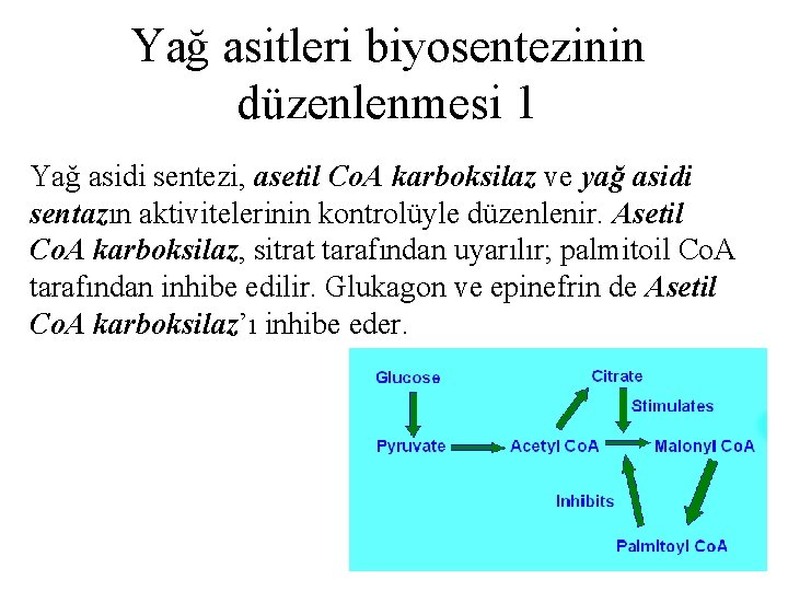 Yağ asitleri biyosentezinin düzenlenmesi 1 Yağ asidi sentezi, asetil Co. A karboksilaz ve yağ