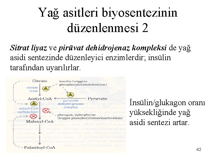 Yağ asitleri biyosentezinin düzenlenmesi 2 Sitrat liyaz ve pirüvat dehidrojenaz kompleksi de yağ asidi