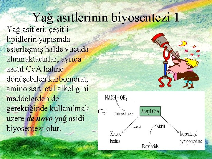 Yağ asitlerinin biyosentezi 1 Yağ asitleri, çeşitli lipidlerin yapısında esterleşmiş halde vücuda alınmaktadırlar; ayrıca