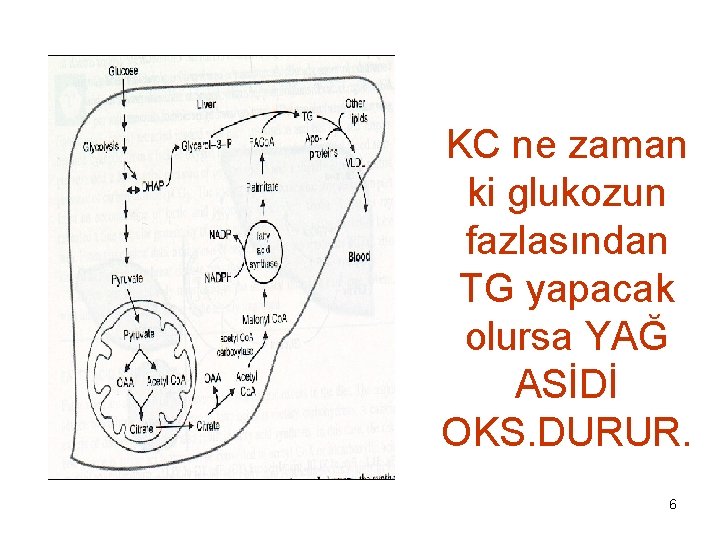 KC ne zaman ki glukozun fazlasından TG yapacak olursa YAĞ ASİDİ OKS. DURUR. 6