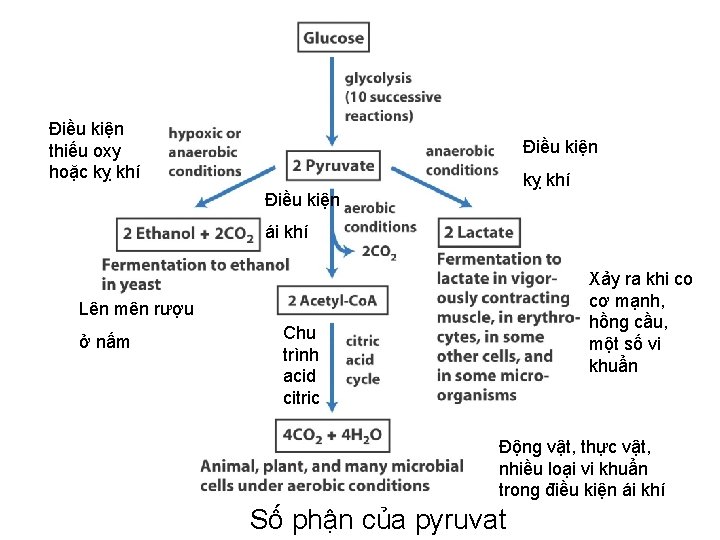 Điều kiện thiếu oxy hoặc kỵ khí Điều kiện ái khí Xảy ra khi