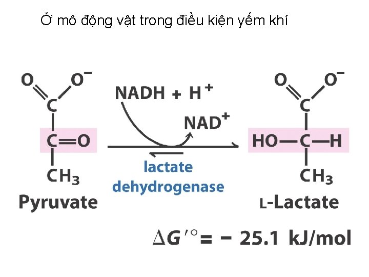 Ở mô động vật trong điều kiện yếm khí 