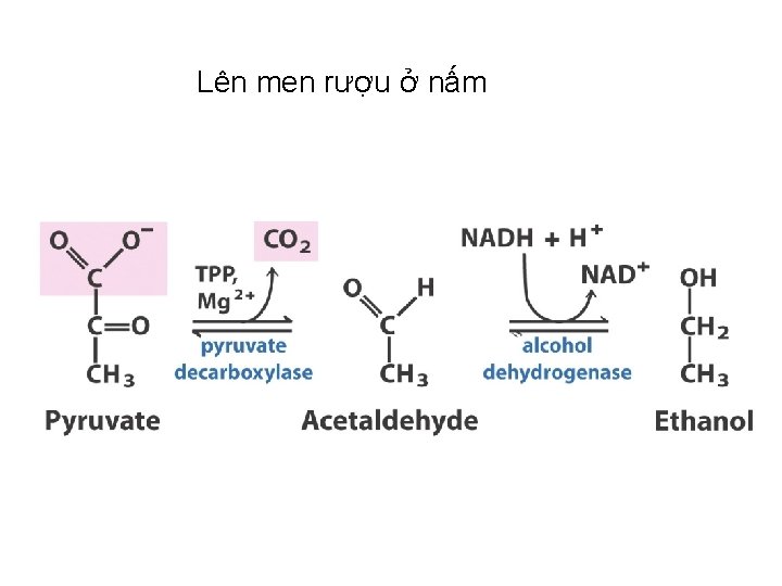 Lên men rượu ở nấm 