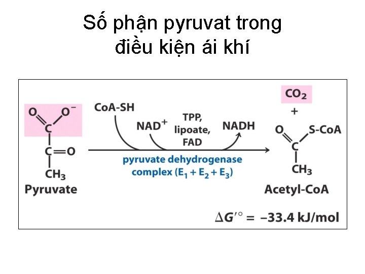 Số phận pyruvat trong điều kiện ái khí 