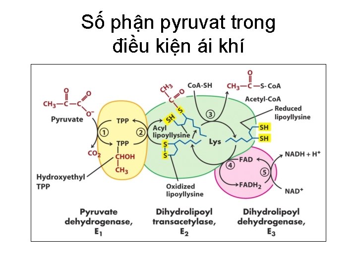 Số phận pyruvat trong điều kiện ái khí 