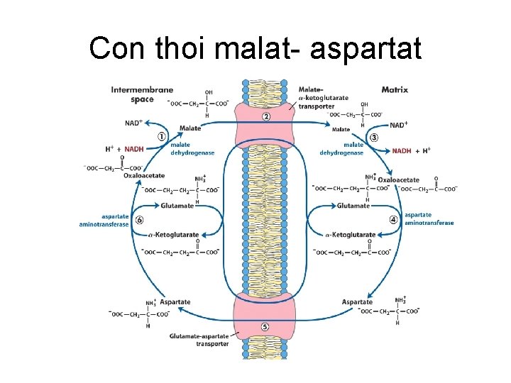 Con thoi malat- aspartat 