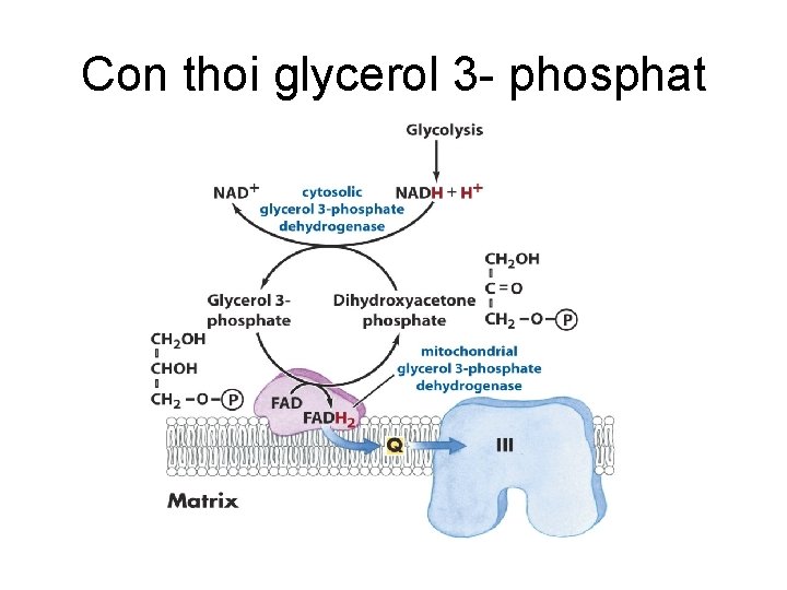 Con thoi glycerol 3 - phosphat 