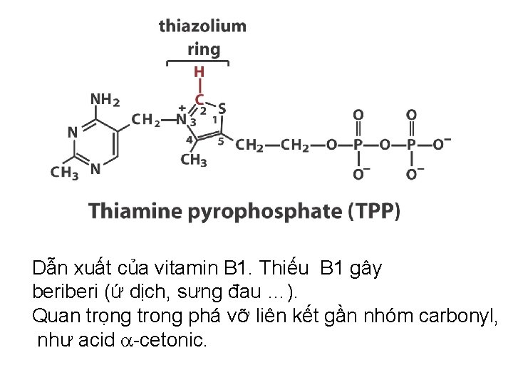 Dẫn xuất của vitamin B 1. Thiếu B 1 gây beri (ứ dịch, sưng