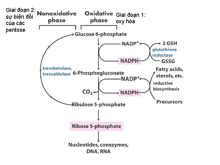 Giai đoạn 2: sự biến đổi của các pentose Giai đoạn 1: oxy hóa