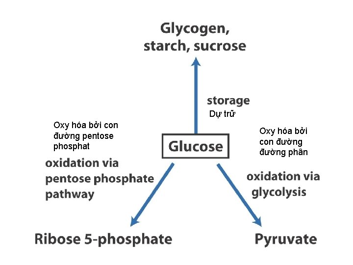 Dự trữ Oxy hóa bởi con đường pentose phosphat Oxy hóa bởi con đường
