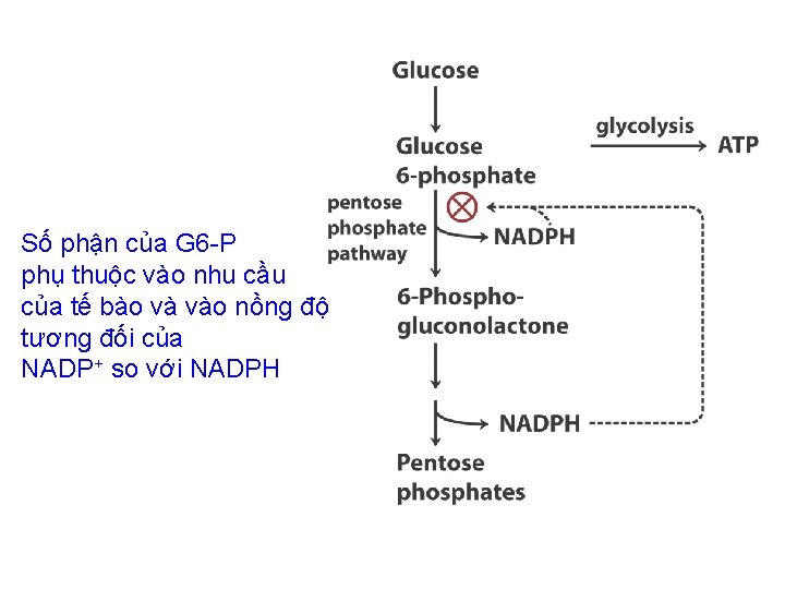Số phận của G 6 -P phụ thuộc vào nhu cầu của tế bào