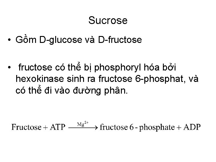 Sucrose • Gồm D-glucose và D-fructose • fructose có thể bị phosphoryl hóa bởi
