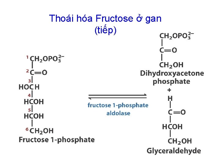 Thoái hóa Fructose ở gan (tiếp) 
