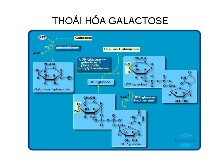 THOÁI HÓA GALACTOSE 