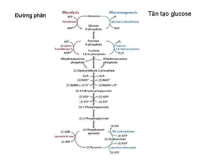Đường phân Tân tạo glucose 