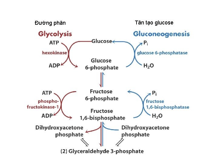 Đường phân Tân tạo glucose 