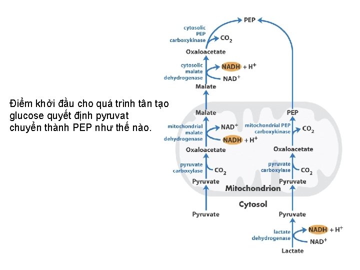 Điểm khởi đầu cho quá trình tân tạo glucose quyết định pyruvat chuyển thành