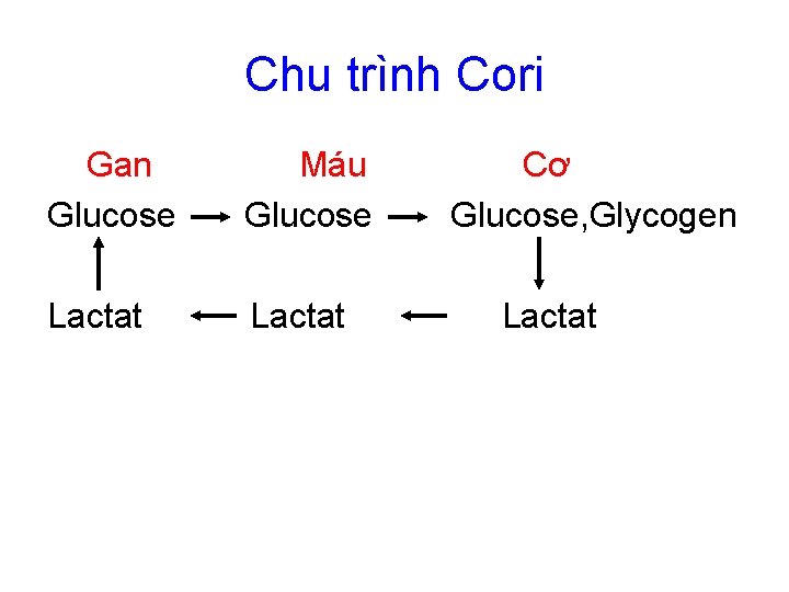Chu trình Cori Gan Glucose Máu Glucose Lactat Cơ Glucose, Glycogen Lactat 