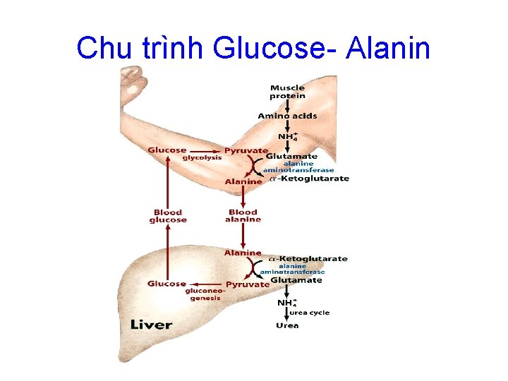 Chu trình Glucose- Alanin 