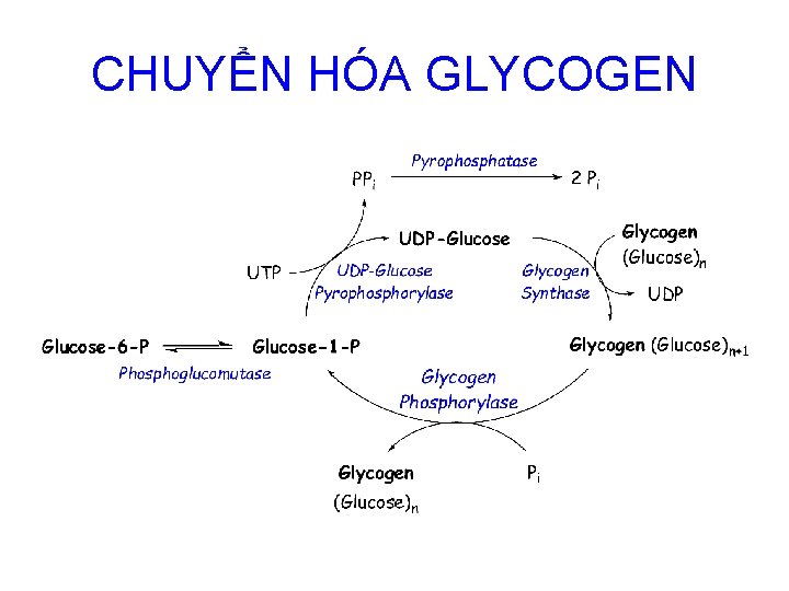 CHUYỂN HÓA GLYCOGEN 