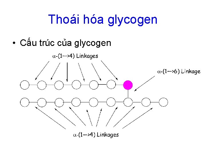 Thoái hóa glycogen • Cấu trúc của glycogen 