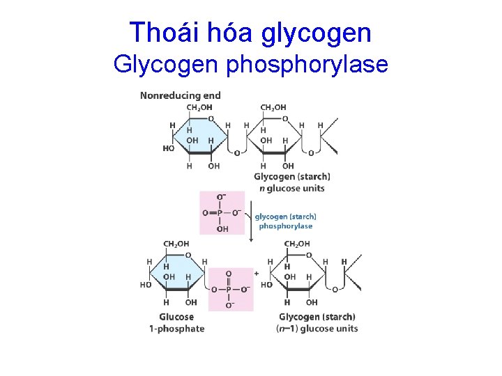 Thoái hóa glycogen Glycogen phosphorylase 