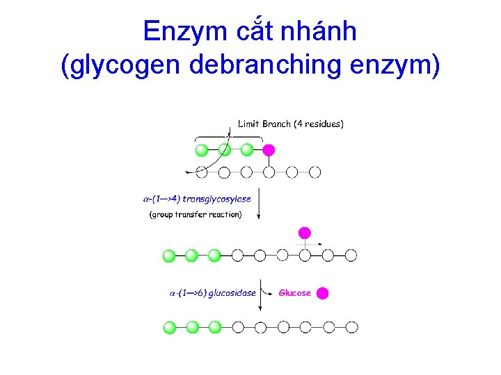 Enzym cắt nhánh (glycogen debranching enzym) 