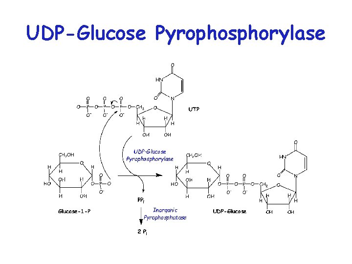 UDP-Glucose Pyrophosphorylase 