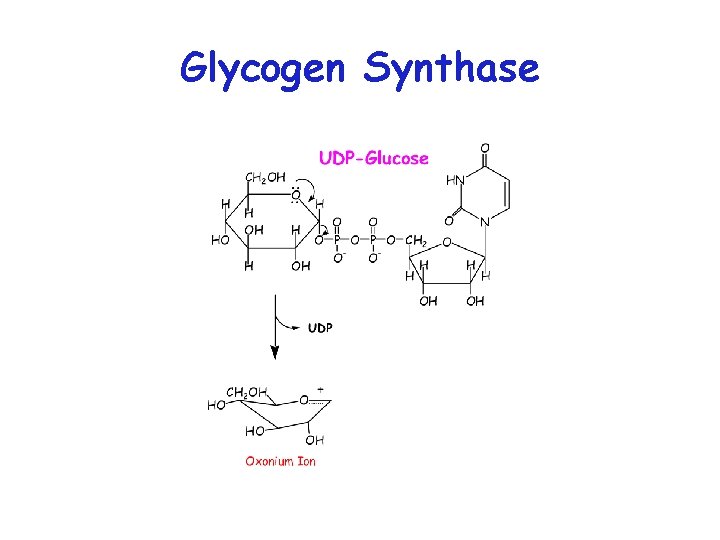 Glycogen Synthase 